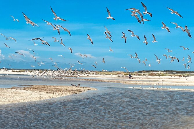 Marco Island and 10,000 Islands Sightseeing with Dolphin Tour - Goodland for 15 Minutes: The Quick Photo and Shell Moment