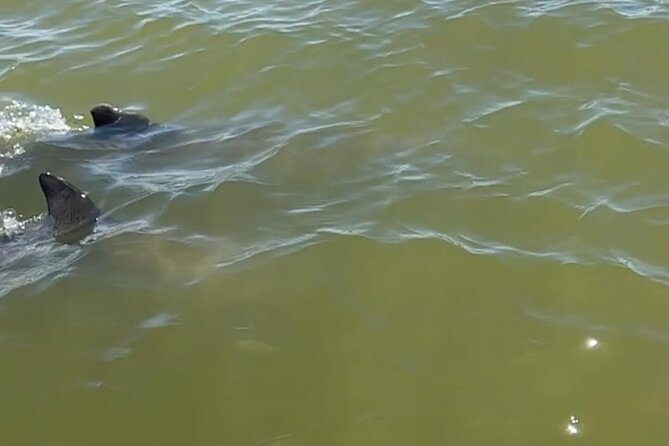 Marco Island Dolphin & Eco Tour – Private 2 Hour Wildlife Cruise - How often you’ll see dolphins, manatees, and turtles