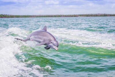 Marco Island Dolphin Sightseeing Tour - Dolphins in the Ten Thousand Islands: why the mangroves make the hunt work