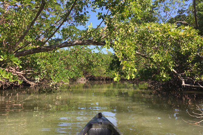 Marco Island Mangrove Tunnel and Maze Adventure Small group size - The 2-Hour Flow: Open Water, Then Calm Tunnels and Maze Turns
