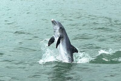 Marco Island Private Tubing, Dolphin Watching and Shelling Tour - Shelling on a Secluded Barrier Island Stop