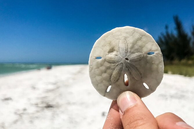 Marco Island Private Tubing, Dolphin Watching and Shelling Tour - Meeting Point, Timing, and How the Day Flows