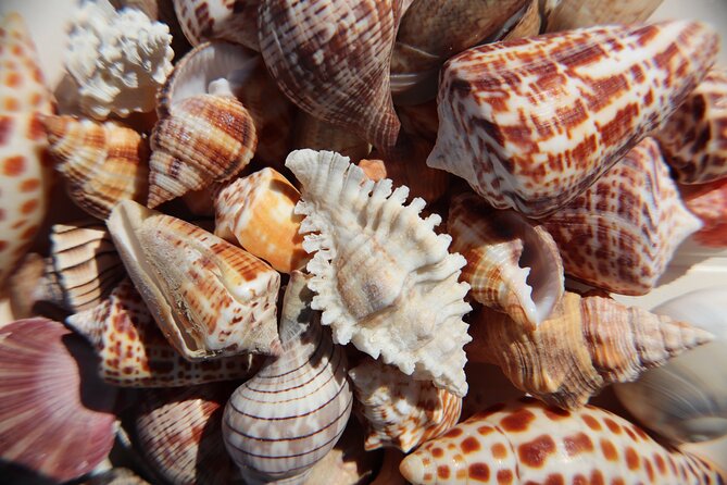 Marco Island Private Tubing, Dolphin Watching and Shelling Tour - Who This Tour Fits Best