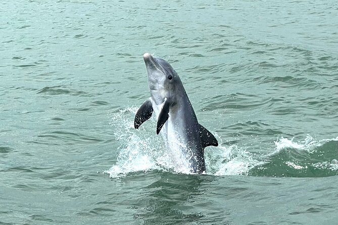 Marco Island Private Tubing, Dolphin Watching and Shelling Tour - Shelling on a Secluded Barrier Island Stop