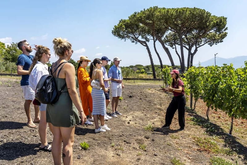 Mount Vesuvius: 5 Wine Tastings with Tour & Lunch Included - Quick reasons this Vesuvius wine experience is worth your time