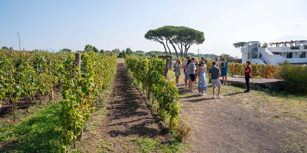 Mount Vesuvius: 5 Wine Tastings with Tour & Lunch Included - Price and Value: Is $74.26 Fair for This Much Wine and Lunch?