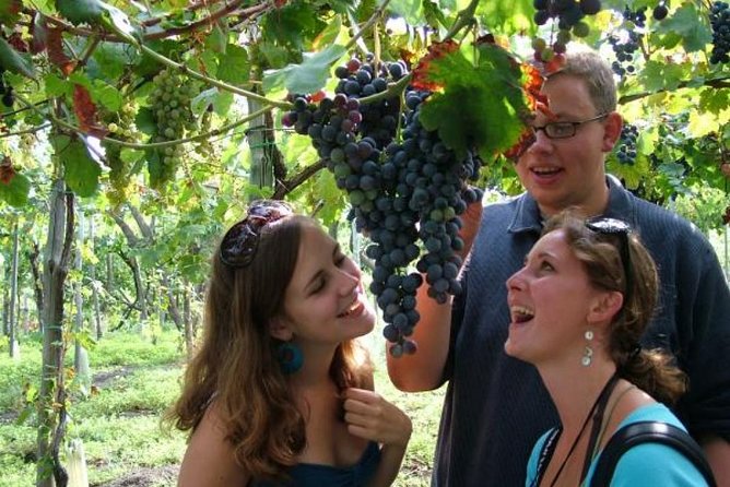 Mt. Vesuvius Wine Tasting and Lunch Experience from Pompeii - Price and value at about $102 per person