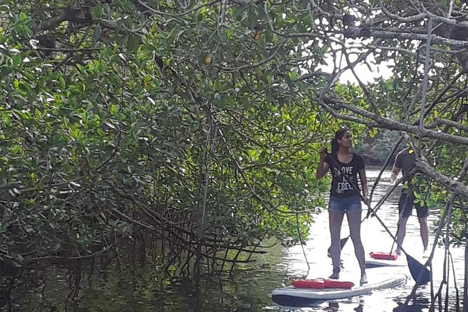 Naples Fl, Paddleboard Mangrove Forest Tour - Key Highlights You’ll Actually Care About