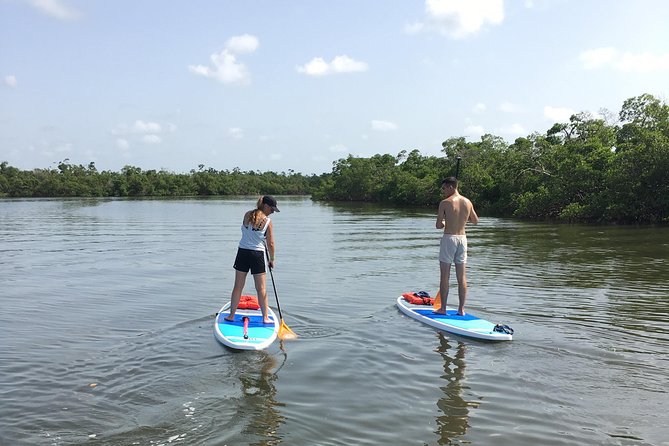 Naples Fl, Paddleboard Mangrove Forest Tour - On-Water Time on the Gordon River Greenway: What the Route Feels Like