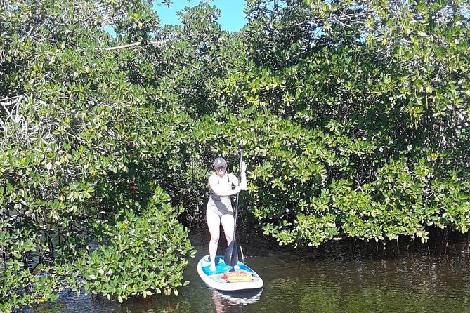 Naples Fl, Paddleboard Mangrove Forest Tour - Wildlife Spotting in Naples Waters: How to Increase Your Chances