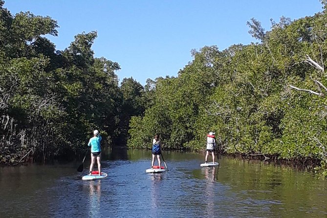 Naples Fl, Paddleboard Mangrove Forest Tour - What to Bring: Swimwear, Sunscreen, and Wet-Ready Clothes