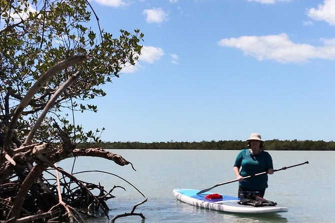 Naples Fl, Paddleboard Mangrove Forest Tour - Small Group (Max 12) Makes a Big Difference