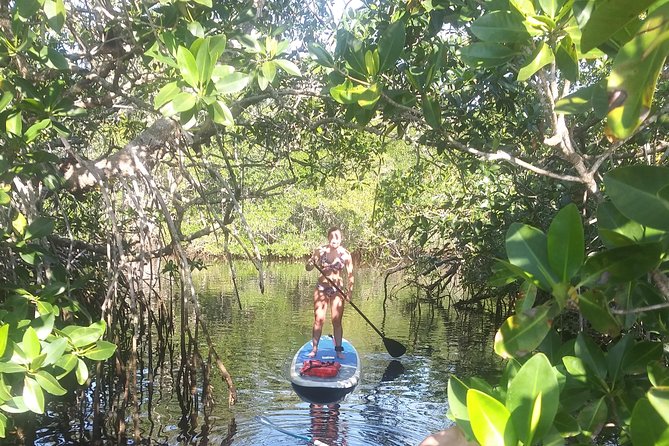 Naples Fl, Paddleboard Mangrove Forest Tour - Value Check: What You Get for Your Time