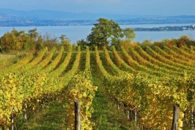 Naples: Pompeii, Vesuvius and Wine Tasting Tour - Mount Vesuvius: summit walk, crater views, and what to wear