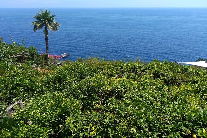 Naples port tour Sorrento and pompeii and overview of positano - What You Really Pay: $708.90 Per Group and Pompeii Extras