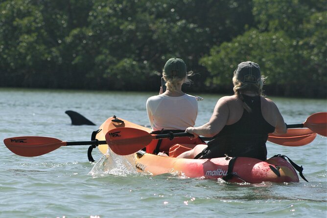Nauti Exposures - Guided kayak tour through the Mangroves - Wildlife Chances: Dolphins, Manatees, and Birds