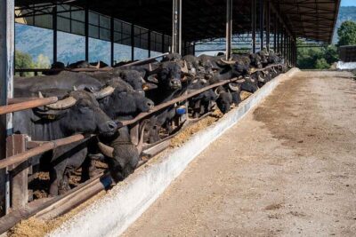Pastum and Buffalo Mozzarella Drive - Buffalo mozzarella in Campania: quality you can taste