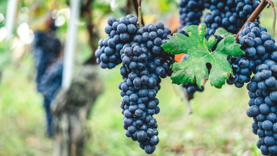 Pompeii: Archaeological Ruins Tour with Lunch - Wine tasting in Vesuvian style: what’s included and how to get more out of it
