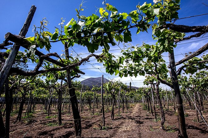 Pompeii Small Group Tour & Food/Wine tasting at Mt. Vesuvius - Pompeii Without the Crowd Crush
