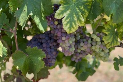 Pompeii & Wine Tasting : Private Day Trip from Naples - The Vesuvius vineyard lunch and wine tasting: what the payoff feels like