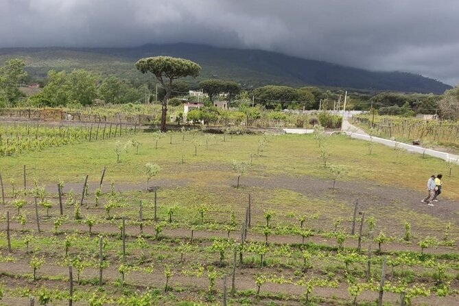 Pompeii & Wine Tasting : Private Day Trip from Naples - Your driver matters: Fabio and Paolo-style service