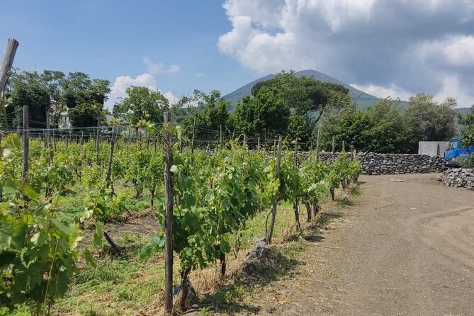 Pompeii & Wine Tasting : Private Day Trip from Naples - Should you book this Pompeii and wine tasting day trip?