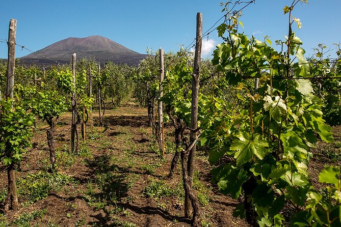 Pompeii with Wine Tasting and Lunch from Naples - Key highlights at a glance