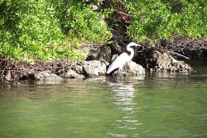 Pontoon Sightseeing and Shelling Excursion to Keeywaydin Island - Duration and timing: a 2.5-hour day that doesn’t drag