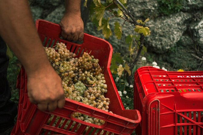Premium Ischia Wine Tasting Experience with Transfer Included - The cellar visit: where the tasting story gets practical