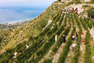 Premium Ischia Wine Tasting Experience with Transfer Included - Vineyard walk with Mediterranean views and real winemaking talk