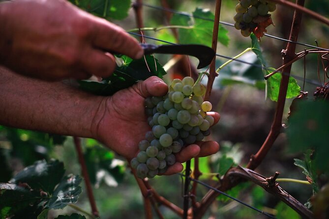 Premium Ischia Wine Tasting Experience with Transfer Included - Value check: is $150.10 worth it?