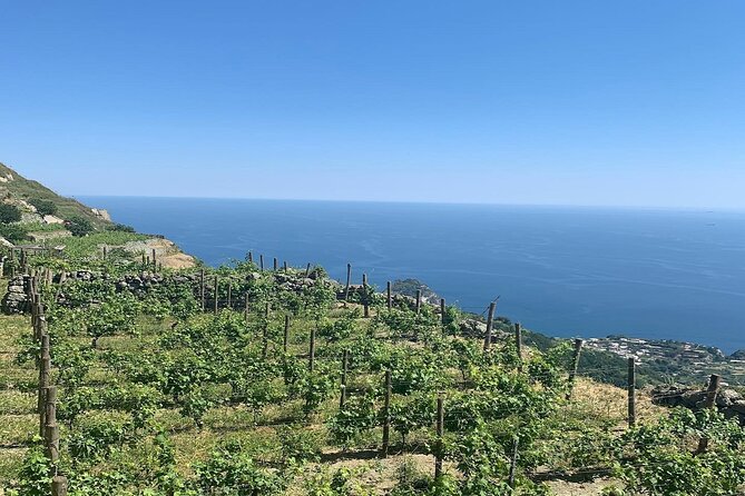 Premium Ischia Wine Tasting Experience with Transfer Included - Group size and comfort: staying engaged without feeling rushed