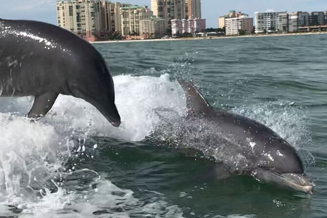 Private Best of Marco Island Dolphin Tour - Marco Island South-Side Sightseeing: Quick Windows, Good Photo Angles
