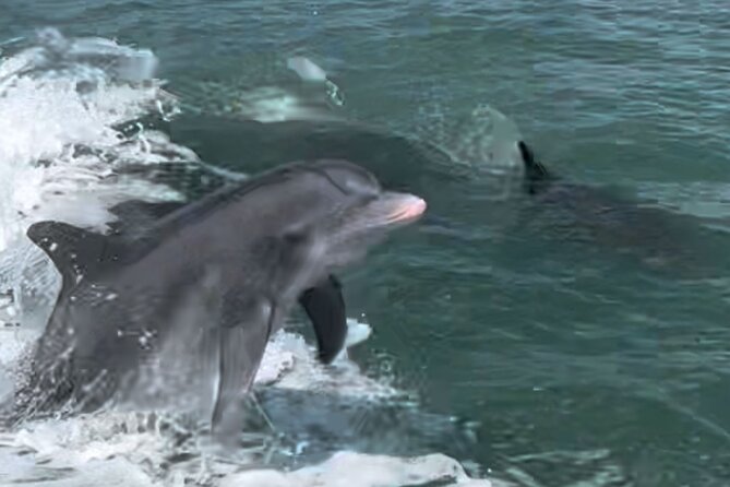 Private Best of Marco Island Dolphin Tour - Weather, Timing, and How to Plan Your Day Around Two Hours
