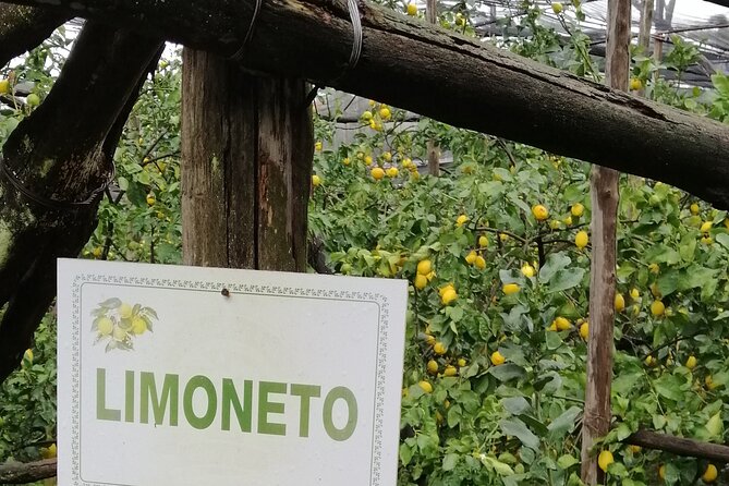 Private day tour: Pompeii, Sorrento and Positano. - Sorrento Town Time: A Calm Base with Real Streets