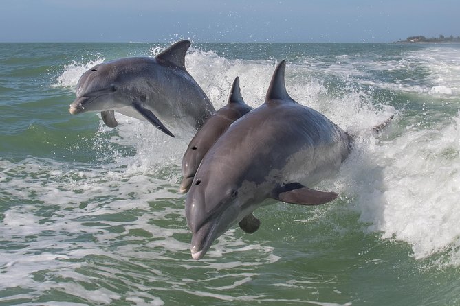 PRIVATE Eco Boat Trip out of Naples Bay, FL , island stop incl. - Price and what you’re really paying for in Naples