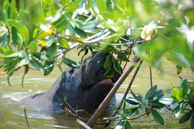 PRIVATE Eco Boat Trip out of Naples Bay, FL , island stop incl. - Stop 1: Mangroveman Charters, mangroves, and Gordon Pass scenery