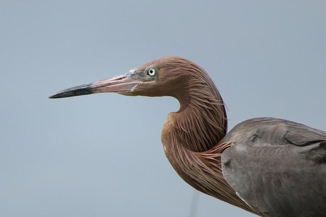 PRIVATE Eco Boat Trip out of Naples Bay, FL , island stop incl. - Getting the most out of a private boat day