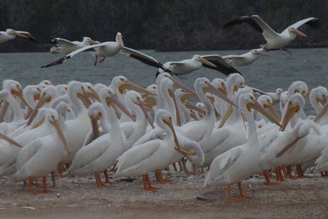 Private Everglades 10,000 Islands Photo and Birding Boat Safari - What the electric motor changes for wildlife and silence