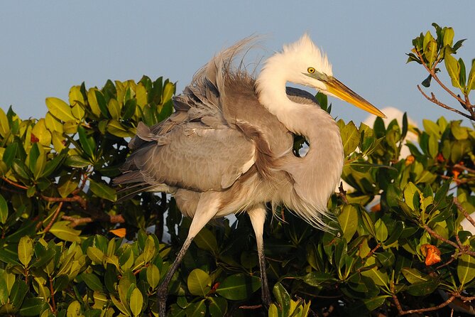 Private Everglades 10,000 Islands Photo and Birding Boat Safari - Birding and wildlife: the value is in timing, not just sightings