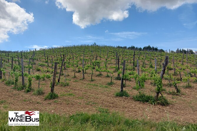 Private Irpinia Wine Tour from NAPLES with sommelier - Key highlights worth your attention