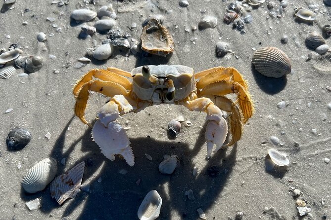 Private Island Paradise: Dolphin, Shelling, Birding Eco Boat Tour - The First Stretch: Barrier Islands Around Marco Island