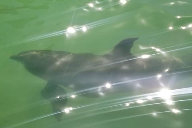 Private Island Paradise: Dolphin, Shelling, Birding Eco Boat Tour - Goodland Fishing Village Stop: A Calmer Pace Than the Open Water