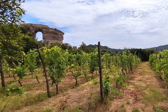 Private Natural Wine Vs Byodinamic and Organic Wine Tour - A Naples private natural wine tour that actually teaches you