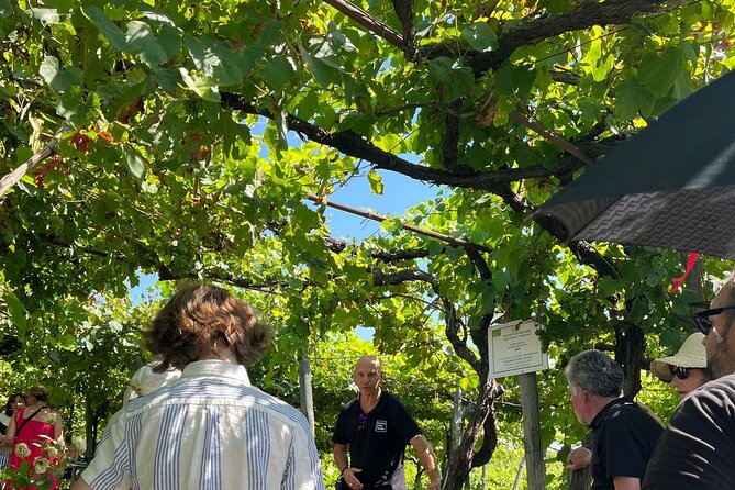 Private Natural Wine Vs Byodinamic and Organic Wine Tour - Natural vs organic vs biodynamic vs conventional: how the comparisons work