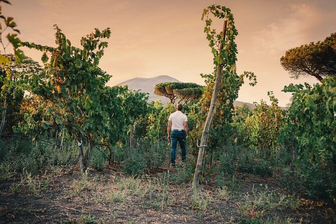 Private Natural Wine Vs Byodinamic and Organic Wine Tour - Tasting lunch: ancestral method vs Charmat, plus organic/biodynamic comparisons