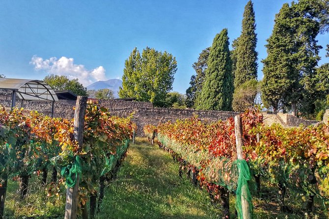 Private Tour: Pompeii & Wine Tasting at the Slopes of Mt Vesuvius - How the Day Runs: Pickup, Drive Time, and Pacing