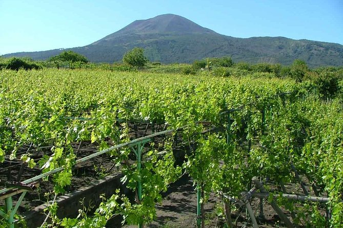 Private Tour: Pompeii & Wine Tasting at the Slopes of Mt Vesuvius - Lunch and Wine on Vesuvius Slopes: A Tasting Built Into the Day