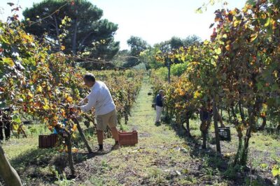 Private Tour: Pompeii & Wine Tasting at the Slopes of Mt Vesuvius - Pompeii With a Private Guide: What You’ll See and Why It Matters