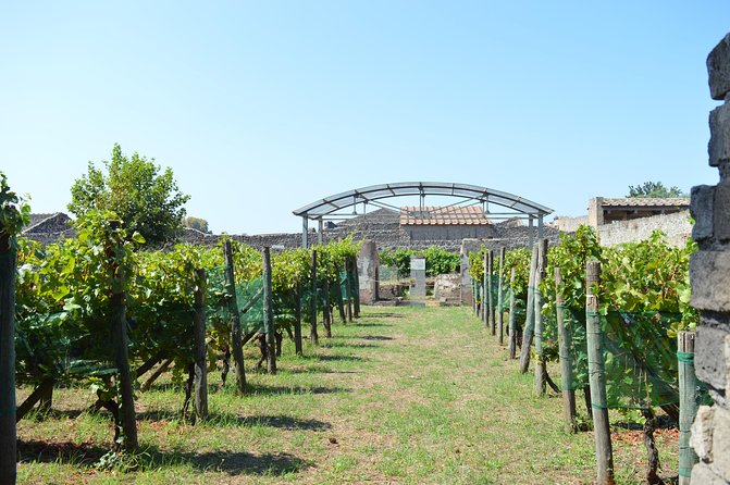 Private Tour: Pompeii & Wine Tasting at the Slopes of Mt Vesuvius - Should You Book This Private Pompeii & Wine Tasting Tour?